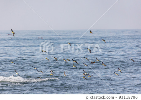 綠鴿成群飛來喝海水（神奈川縣大磯町照崎海灘） 93118796