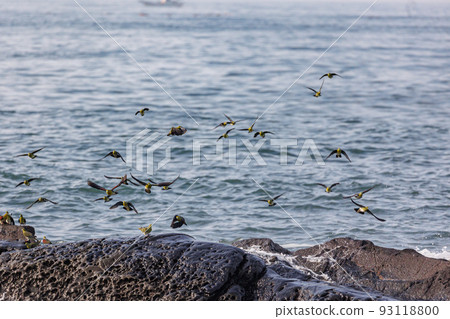 Green pigeons fly in groups to drink seawater (Terugasaki Beach, Oiso Town, Kanagawa Prefecture) Green pigeons fly in groups to drink seawater (Terugasaki Beach, Oiso Town, Kanagawa Prefecture) 93118800