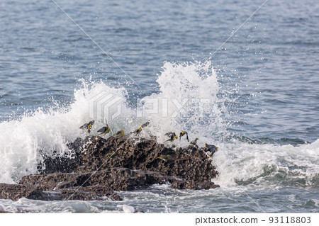 Rough waves and green pigeons (Terugasaki Beach, Oiso Town, Kanagawa Prefecture) 93118803