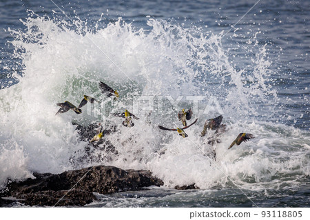 波濤洶湧的綠鴿（神奈川縣大磯町照崎海灘） 93118805