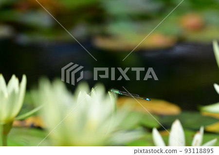 豆娘大船花卉中心 93118895