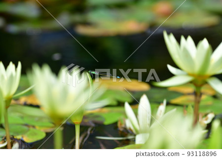 豆娘大船花卉中心 93118896