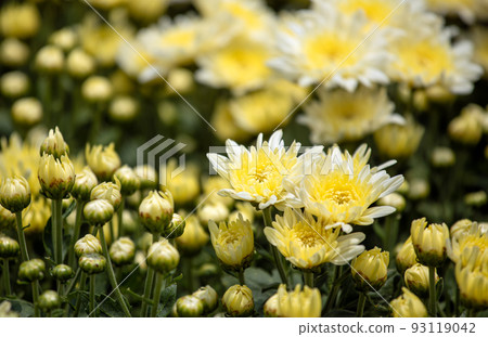 Close up of white and yellow chrysanthemum row with bokeh background 93119042