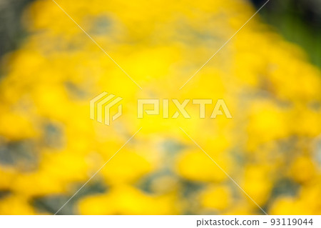 Blurry defocused background of yellow chrysanthemum blossom in garden Blurry defocused background of yellow chrysanthemum blossom in garden 93119044