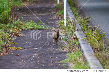 EOS5D. 廣島莊原與烏里博對峙。 93119054