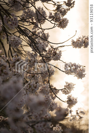 春天的萬代池公園 93119058