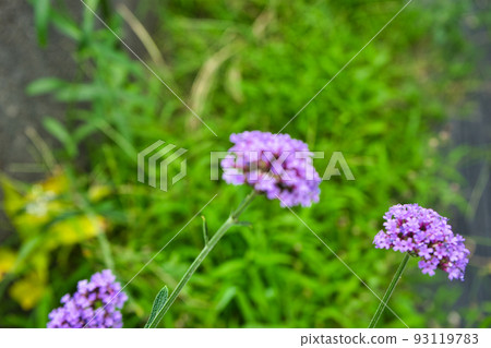 Willow flower in the grass in summer 93119783