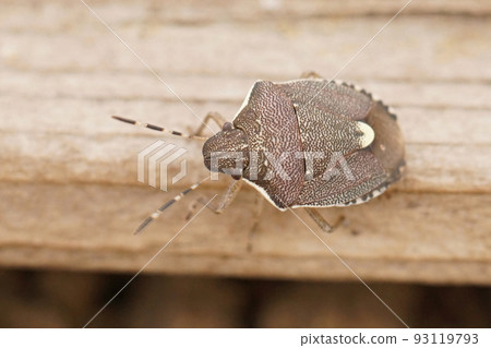 Closeup on the small mediterranean Pentatomid shield bug, Holcostethus albipes 93119793