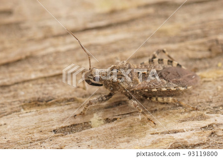 Closeup on a Mediterranean grey colored Assassin groundbug, Coranus griseus sitting on wood 93119800