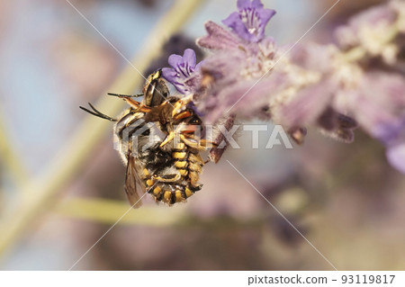 Closeup on a copulation of the European woolcarder bee, Anthidium manicatum hanging in the purple Russian sage 93119817