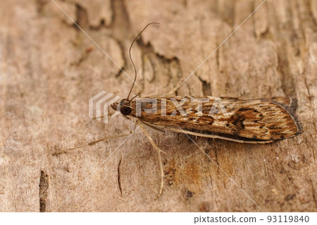 Closeup on the Rush veneer moth, Nomophila noctuella, sitting on wood in the Gard, France 93119840