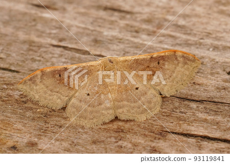Closeup on the Portland Ribbon Wave geometer moth, Idaea degeneraria, sitting with open wings on wood Closeup on the Portland Ribbon Wave geometer moth, Idaea degeneraria, sitting with open wings on wood 93119841