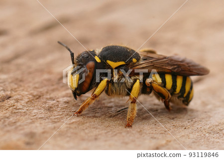 Closeup on a colorful yellow female Florentine woolcarder bee, Anthidium florentinum sitting on wood Closeup on a colorful yellow female Florentine woolcarder bee, Anthidium florentinum sitting on wood 93119846