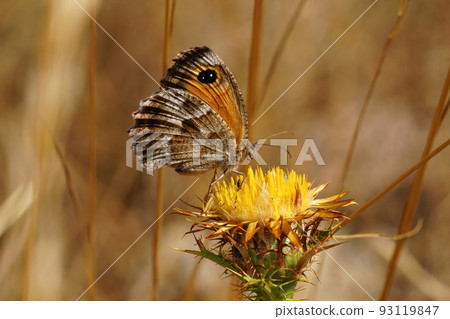 Closeup on a mediterranean Southern Gatekeeper butterfly , Pyronia cecilia on a yellow Carlina hispanica 93119847