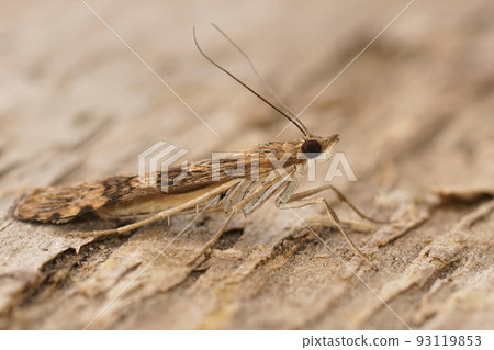 Closeup on the Rush veneer moth, Nomophila noctuella, sitting on wood in the Gard, France Closeup on the Rush veneer moth, Nomophila noctuella, sitting on wood in the Gard, France 93119853
