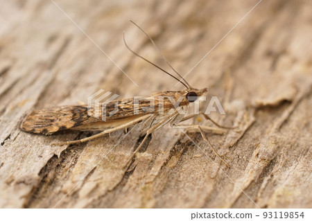 Closeup on the Rush veneer moth, Nomophila noctuella, sitting on wood in the Gard, France 93119854