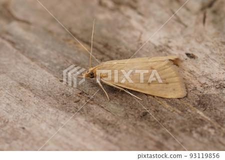 Closeup on a pale brown colored Mediterranean Crambidae moth, Achyra nudalis sitting on wood 93119856