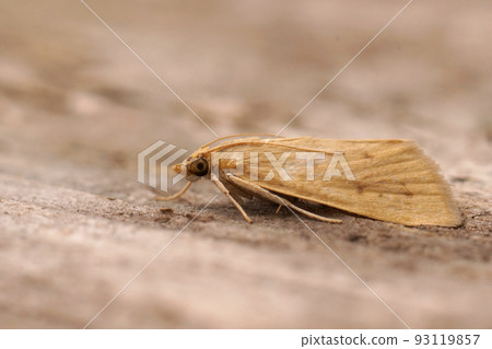 Closeup on a pale brown colored Mediterranean Crambidae moth, Achyra nudalis sitting on wood Closeup on a pale brown colored Mediterranean Crambidae moth, Achyra nudalis sitting on wood 93119857