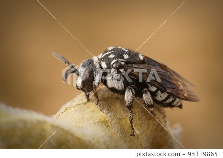 Closeup on the black and white colored editerranean cleptoparastie solitary bee, Thyreus ramosus sitting on a dried leaf Closeup on the black and white colored editerranean cleptoparastie solitary bee, Thyreus ramosus sitting on a dried leaf 93119865