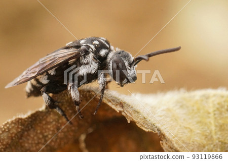 Closeup on the black and white colored editerranean cleptoparastie solitary bee, Thyreus ramosus sitting on a dried leaf Closeup on the black and white colored editerranean cleptoparastie solitary bee, Thyreus ramosus sitting on a dried leaf 93119866