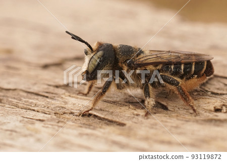 Closeup on a female mediterranean Horned woodborer bee, Lithurgus cornutus sitting on wood Closeup on a female mediterranean Horned woodborer bee, Lithurgus cornutus sitting on wood 93119872