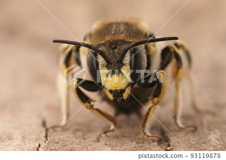 Facial closeup on a male mediterranean Florentine woolcarder bee, Anthidium florentinum Facial closeup on a male mediterranean Florentine woolcarder bee, Anthidium florentinum 93119878