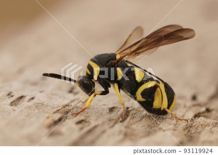 Closeup on a colorful yellow black parasitic wasp, Leucospis dorsigera with it's folded ovipository on it's back 93119924