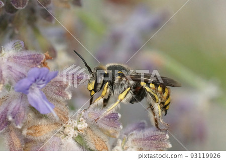 Closeup on a male European woolcarder bee, Anthidium manicatum sitting on purple Russian sage flowers Closeup on a male European woolcarder bee, Anthidium manicatum sitting on purple Russian sage flowers 93119926