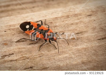 Closeup on the colorful mediterranean Black-and-Red Bug, Lygaeus equestris Closeup on the colorful mediterranean Black-and-Red Bug, Lygaeus equestris 93119928