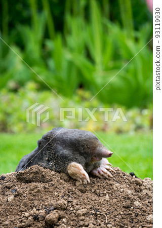 Mole animal - Talpa Europaea, causing damage as a pest in the garden with its mole hills and underground tunnels 93119930