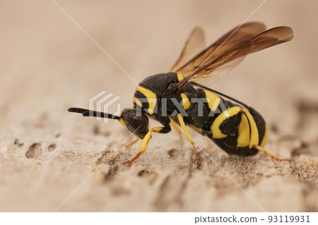 Closeup on a colorful yellow black parasitic wasp, Leucospis dorsigera which parasites solitary bees Closeup on a colorful yellow black parasitic wasp, Leucospis dorsigera which parasites solitary bees 93119931