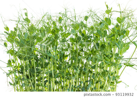 pea shoots with tendrils grown as micro greens ready to be harvested, isolated on white 93119932