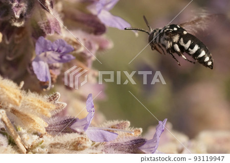Closeup on the black and white cleptoparasite bee, Thyreus ramosus in flight Closeup on the black and white cleptoparasite bee, Thyreus ramosus in flight 93119947