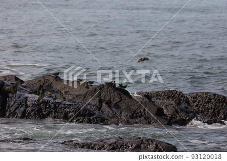 Green pigeon on Terugasaki coast (Oiso Town, Kanagawa Prefecture) Green pigeon on Terugasaki coast (Oiso Town, Kanagawa Prefecture) 93120018