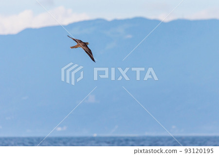 A Peregrine Falcon Targeting a Green Pigeon (Terugasaki Beach, Oiso Town, Kanagawa Prefecture) A Peregrine Falcon Targeting a Green Pigeon (Terugasaki Beach, Oiso Town, Kanagawa Prefecture) 93120195