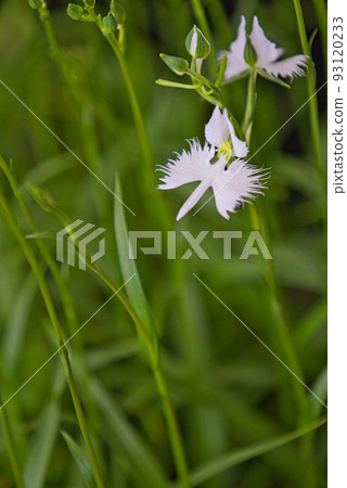 Sagisou Anyoji Temple 93120233