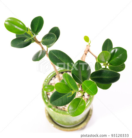 Panda banyan leaves with cute round leaves [white background] 93120333