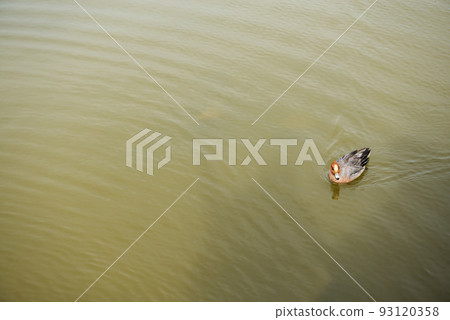 春天的萬代池公園 春天的萬代池公園 93120358