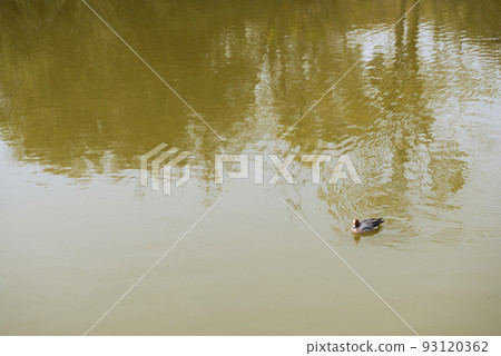 春天的萬代池公園 春天的萬代池公園 93120362