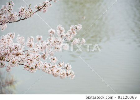 Bandaiike Park in spring 93120369