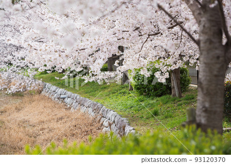 Bandaiike Park in spring 93120370