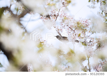 Bandaiike Park in spring 93120393