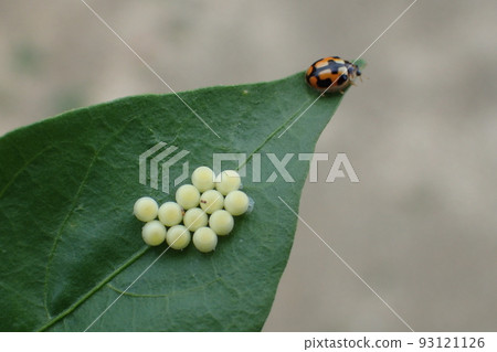 害蟲瓢蟲模仿 93121126