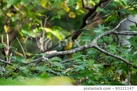 EOS5D. Hiroshima Shobara, by Soushicho. 93121147