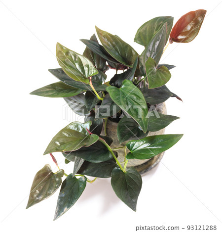 Ornamental plants, syngonium chocolate leaves [white background] 93121288