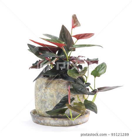 Ornamental plants, potted plants of syngonium and chocolate [white background] 93121289