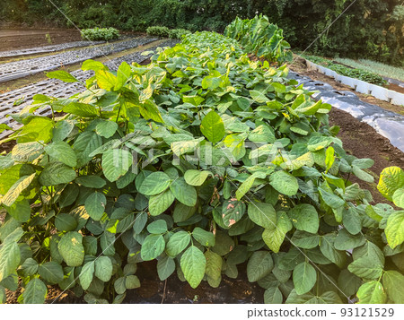 居住區種植茄子的田地的圖像 93121529