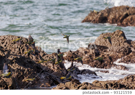 Green pigeons fly in groups to drink seawater (Terugasaki Beach, Oiso Town, Kanagawa Prefecture) 93121559
