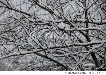 冬天的樹木 / “染井吉野”，每根細枝上都堆積著雪 93121735