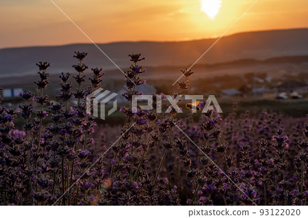 Beautiful sunset in the lavender fields Beautiful sunset in the lavender fields 93122020